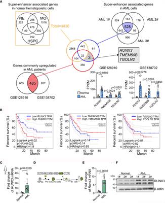 Runt-Related Transcription Factor 3 Promotes Acute Myeloid Leukemia Progression